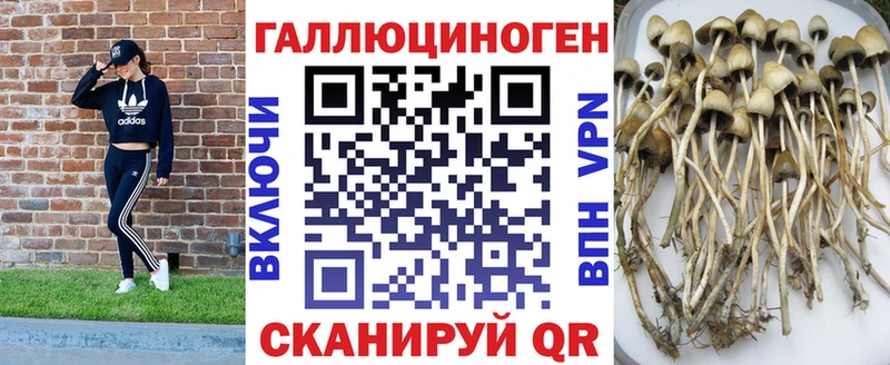 kraken зеркало Купино Псилоцибиновые грибы GOLDEN TEACHER